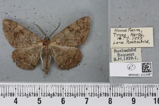 Alcis repandata repandata (Linnaeus, 1758) - BMNHE_1922287_477523