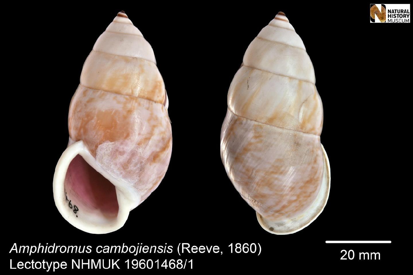 To NHMUK collection (Bulimus cambojiensis Reeve, 1860; LECTOTYPE & PARALECTOTYPE(S); NHMUK:ecatalogue:2458956)