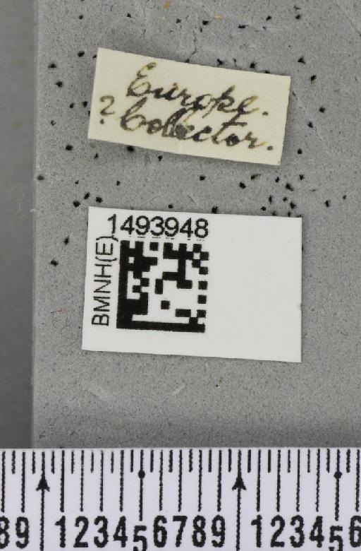 Phytomyza notata Meigen, 1830 - BMNHE_1493948_label_54671