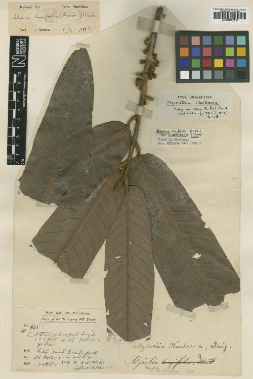 Knema linifolia (Roxb.) Warb. - BM000950763
