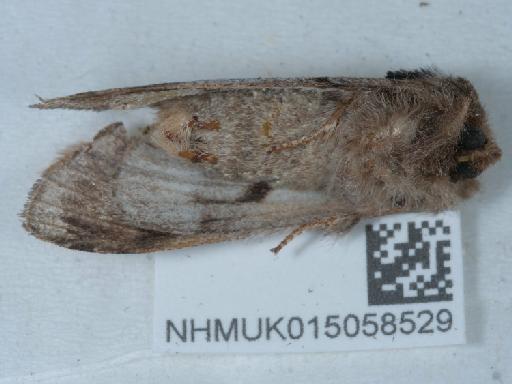 Notodonta ziczac ab. diluta Cockayne, 1951 - 015058529_2