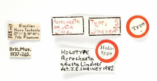 Acrochaeta adusta Lindner, 1849 - labels - A. adusta