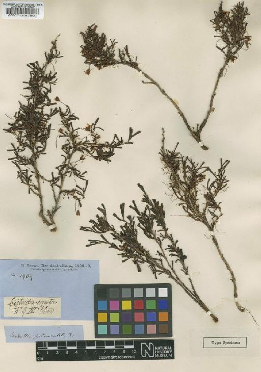 Candollea pedunculata R.Br. - BM000571246