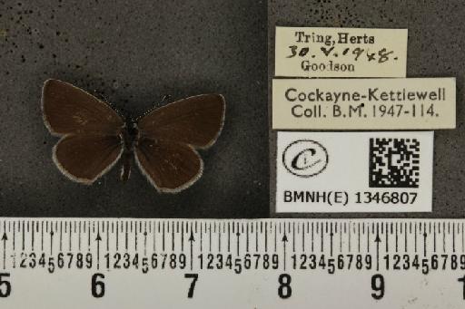 Cupido minimus (Fuessly, 1775) - BMNHE_1346807_150411