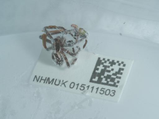 Rhysodromus histrio (Latreille, 1819) - 015111503_3