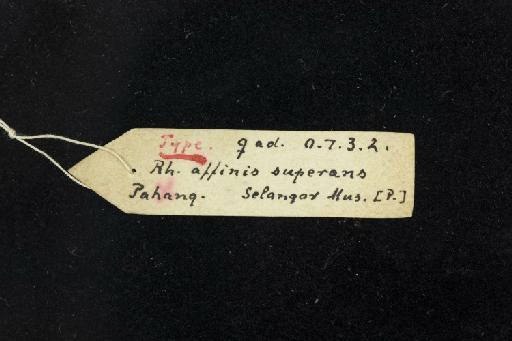 Rhinolophus superans Andersen, 1905 - 1900_7_3_2-Rhinolophus_superans-Holotype-Skull-label