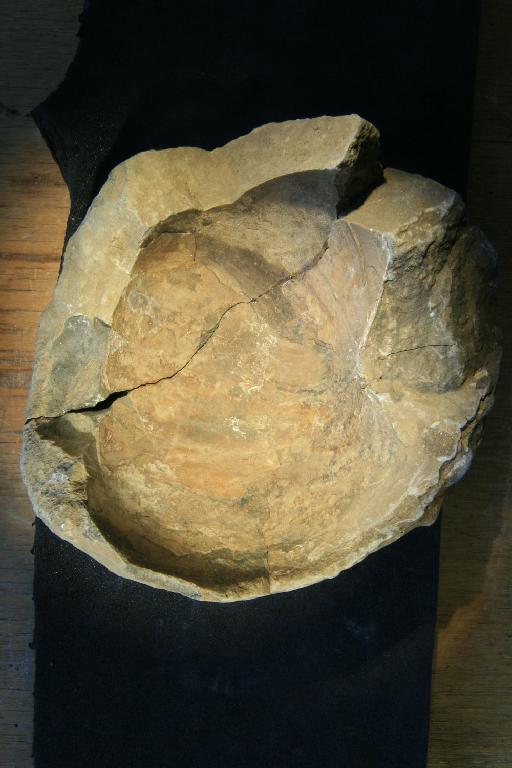 Eutrephoceras simile Spath, 1953 - PI C 41888 Eutrophoceras simile