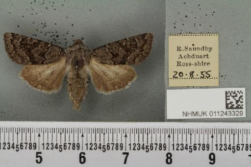 Aporophyla lueneburgensis (Freyer, 1848) - NHMUK_011243329_644454