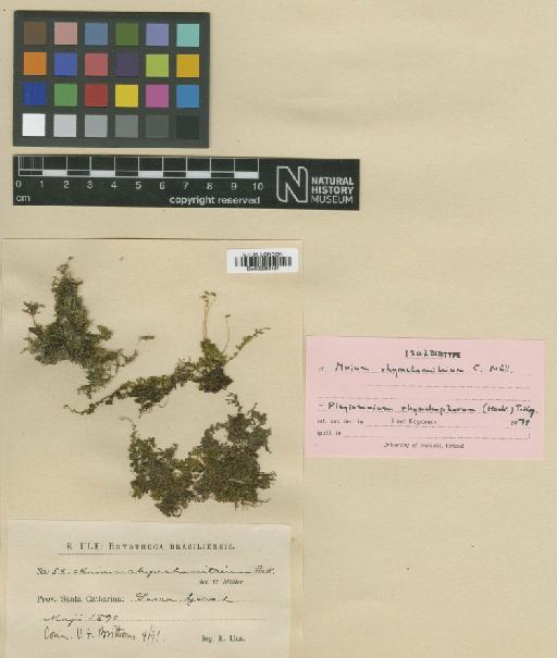 Plagiomnium rhynchophorum (Hook.) T.J.Kop. - BM000960131_a