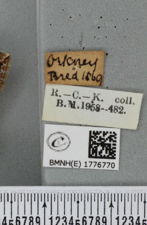 Dysstroma citrata pythonissata (Milliere, 1870) - BMNHE_1776770_label_353470