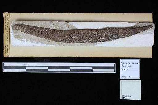 Asteracanthus verrucosus Egerton, 1854 - 010021221_L010040533