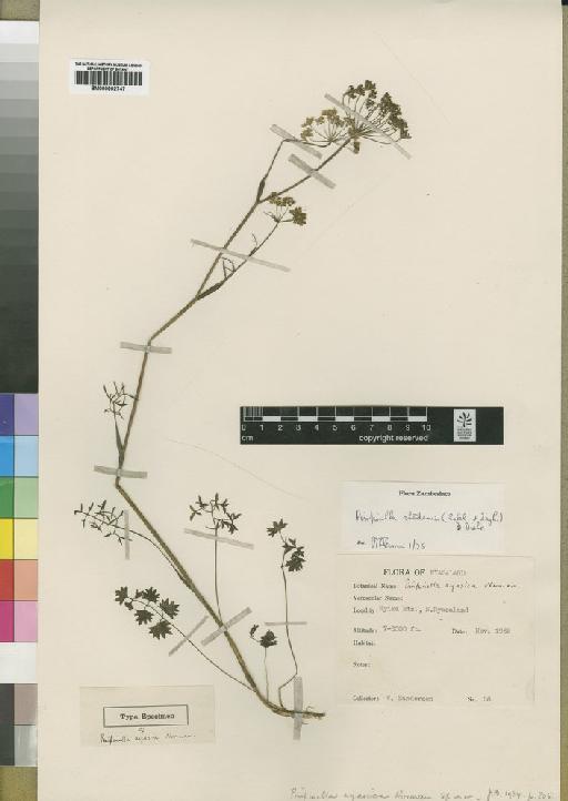 Pimpinella stadensis (Eckl. & Zeyh.) Dietr - BM000902747