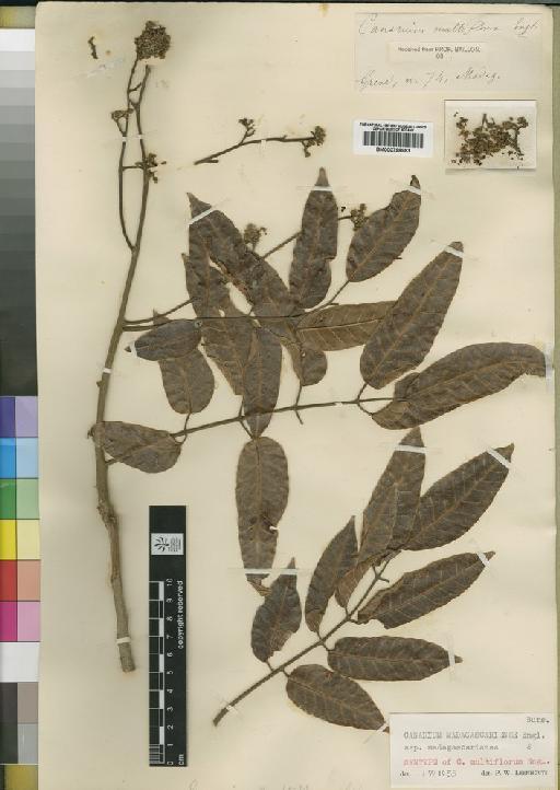 Canarium madagascariense subsp. madagascariense Engl. - BM000798983