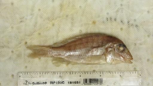 Lethrinops oculata Trewavas, 1931 - BMNH 1930.1.31.162, HOLOTYPE, Lethrinops oculata b