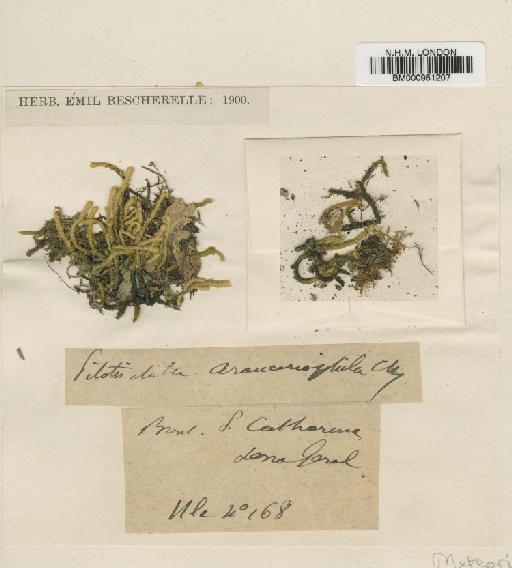 Meteorium latifolium (Lindb) Broth. - BM000961207