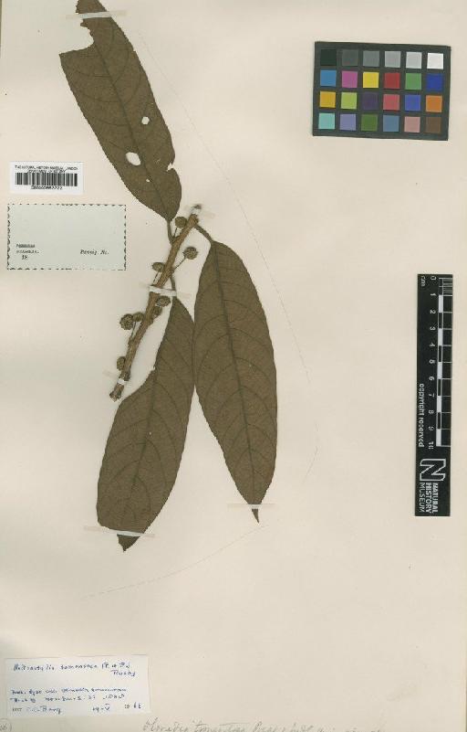 Helicostylis tomentosa (Poepp. & Endl.) Rusby - BM000993322