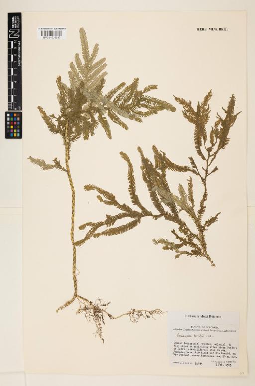 Selaginella wolfii Sodiro - 014638617