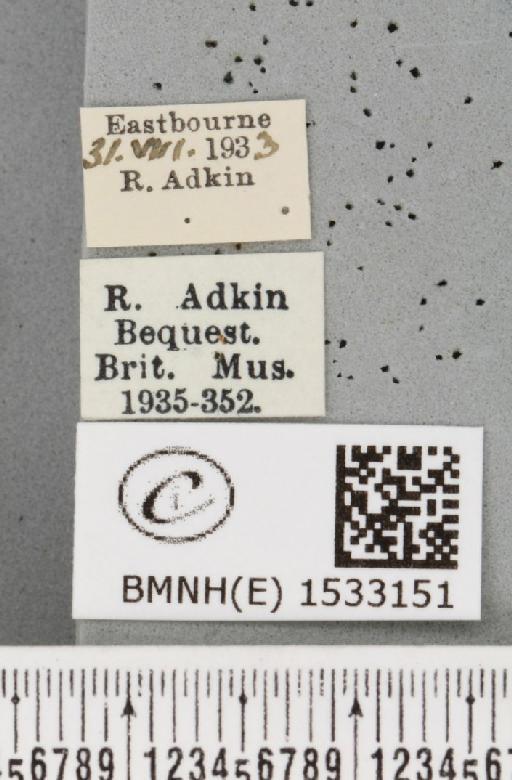 Cilix glaucata (Scopoli, 1763) - BMNHE_1533151_label_201399