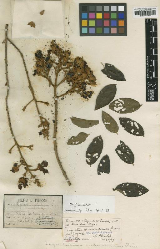 Lagerstroemia cochinchinensis var. ovalifolia Furtado & Montien - BM000944594
