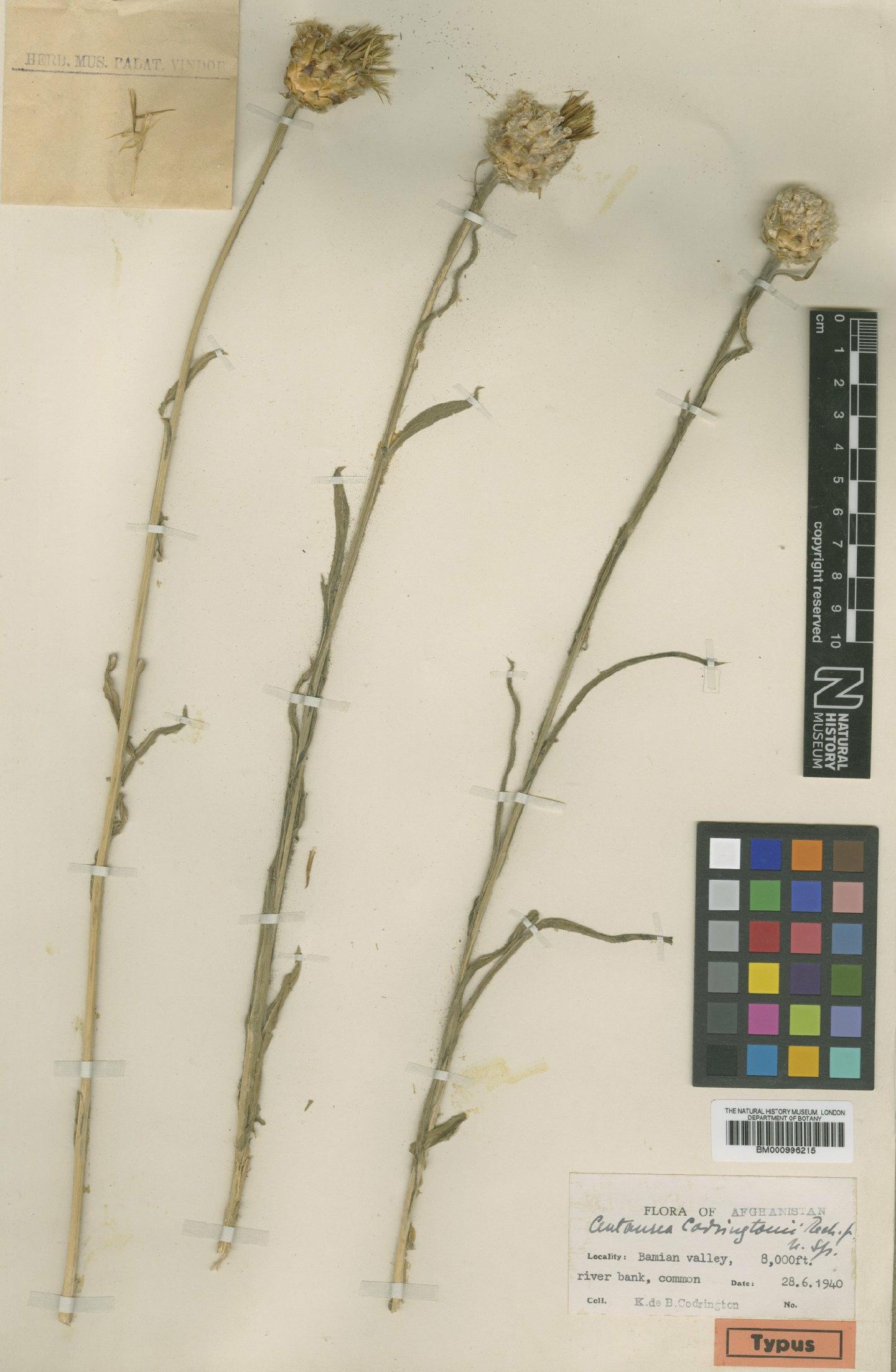 To NHMUK collection (Centaurea codringtonii Rech.f.; Type; NHMUK:ecatalogue:480195)