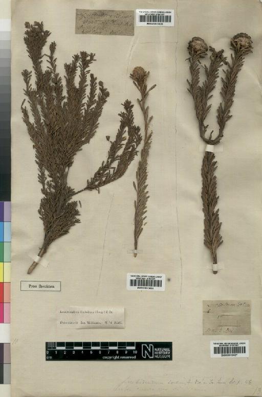 Leucadendron linifolium (Jacq.) R.Br. - BM000910630