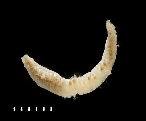 Harmothoe antilopes McIntosh, 1876 - Polychaete type specimen 1921.5.1.440 lateral