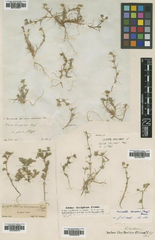 Minuartia decipiens Bornm. - BM000946379