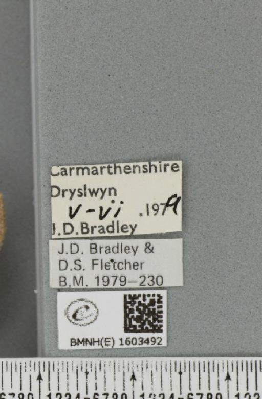 Xanthorhoe ferrugata ab. unidentaria Haworth, 1809 - BMNHE_1603492_label_310782