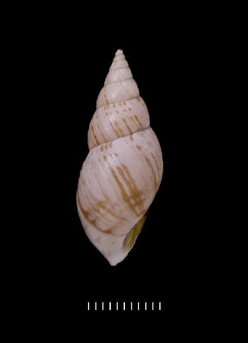 Bulimus longinquus Morelet, 1863 - 1893.2.4.185-187, PARALECTOTYPES, Bulimus longinquus Morelet, 1863