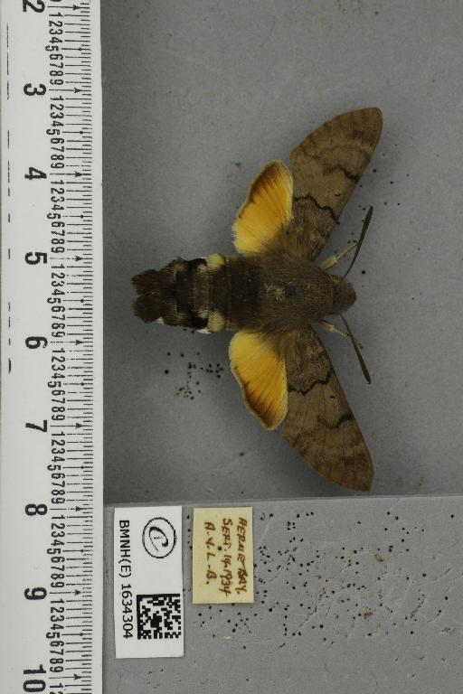 Macroglossum stellatarum (Linnaeus, 1758) - BMNHE_1634304_205885