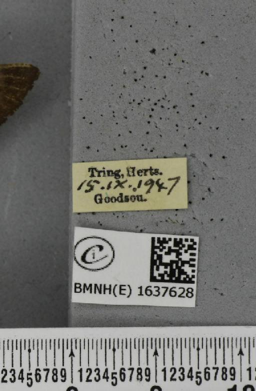 Macroglossum stellatarum (Linnaeus, 1758) - BMNHE_1637628_label_206180