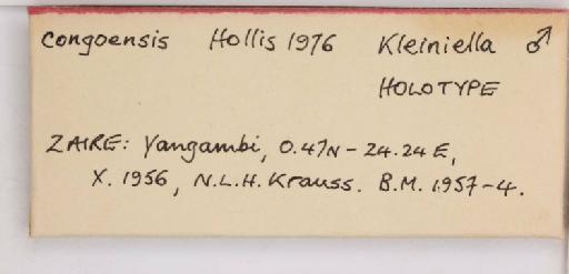 Kleiniella congoensis Hollis, 1976 - 013482903_additional