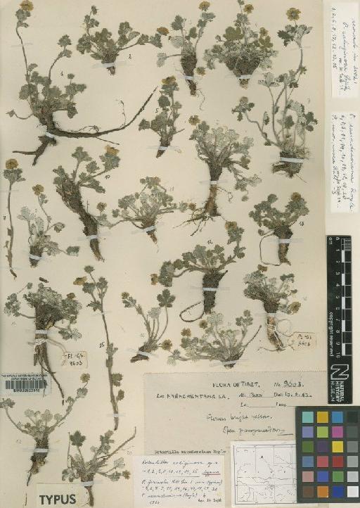 Potentilla caliginosa Soják - BM000622415