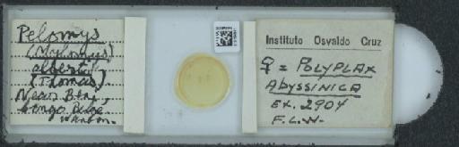 Polyplax abyssinicus Ferris, 1923 - 010154941_816374_1431228