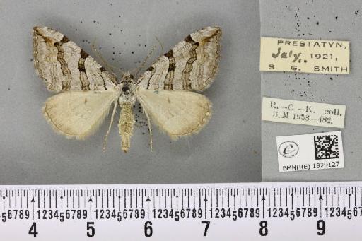 Aplocera plagiata plagiata (Linnaeus, 1758) - BMNHE_1829127_405987