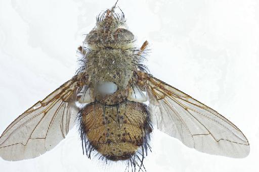 Epalpus flavicans (Macquart, 1846) - Epalpus flavicans HT dorsal