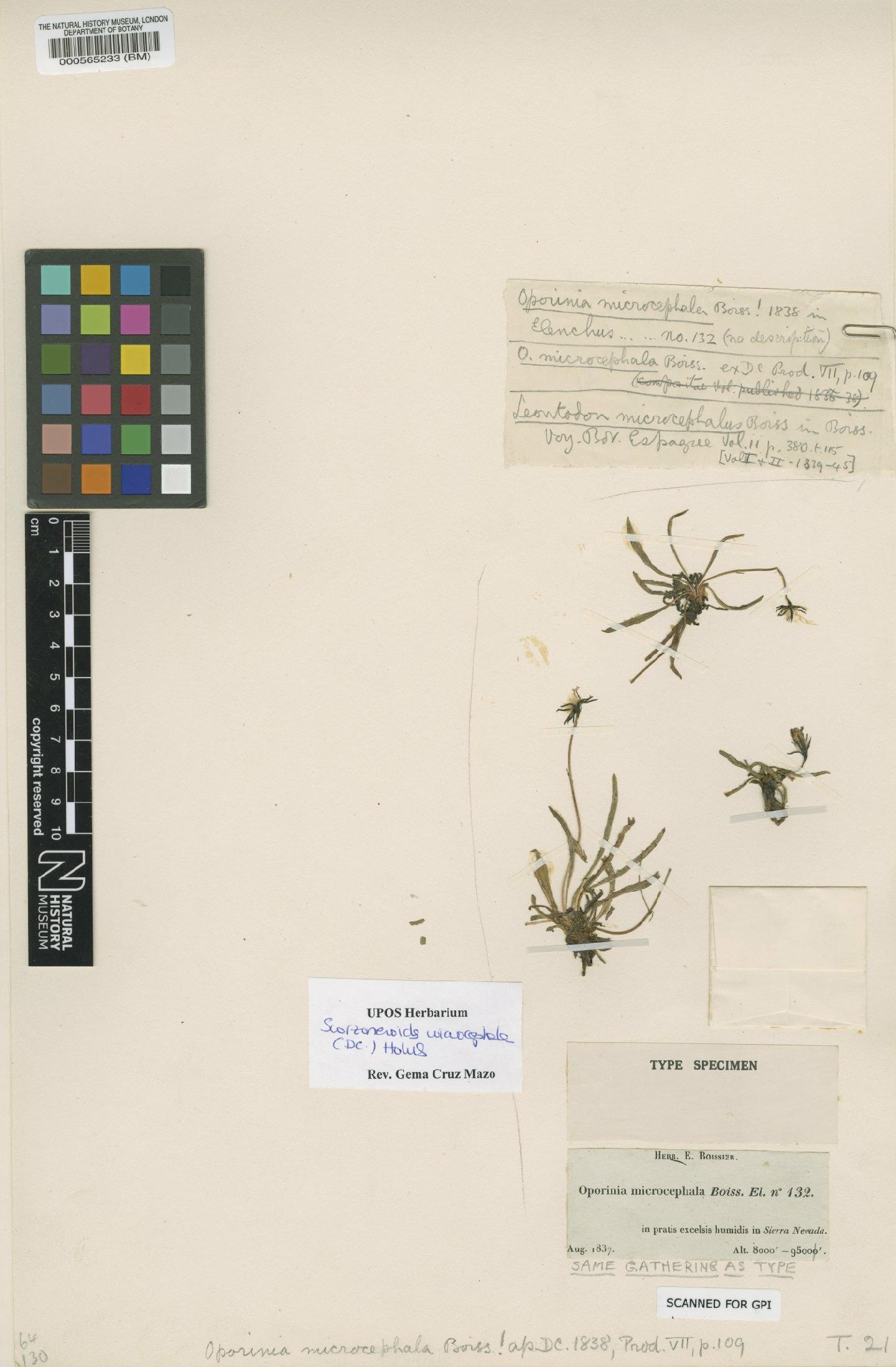 To NHMUK collection (Leontodon microcephalus Boiss.; Type; NHMUK:ecatalogue:4863015)