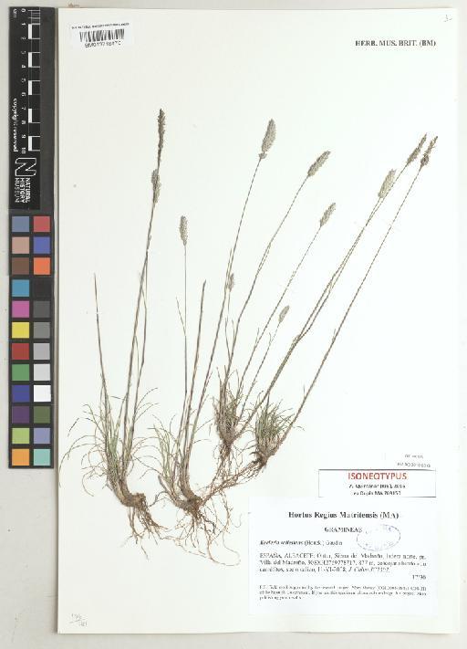 Koeleria vallesiana (Honck.) Gaudin - BM013718470