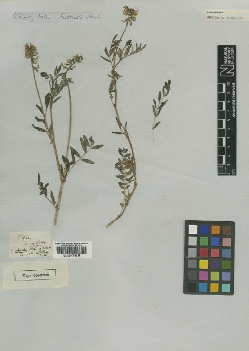 Astragalus eucosmus B.L.Rob. - BM000793315