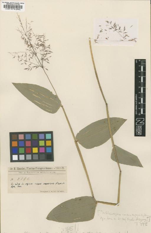 Arberella glaberrima (Raddi) J.R.Grande - BM000512378