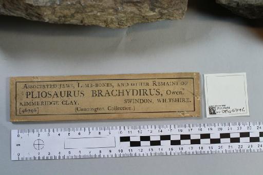 Pliosaurus brachydeirus Owen, 1841 - 010029464_L010222081_(1)