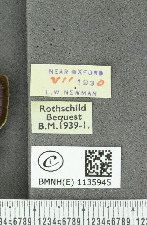 Neozephyrus quercus ab. bellus-obsoletus Tutt, 1907 - BMNHE_1135945_label_94042