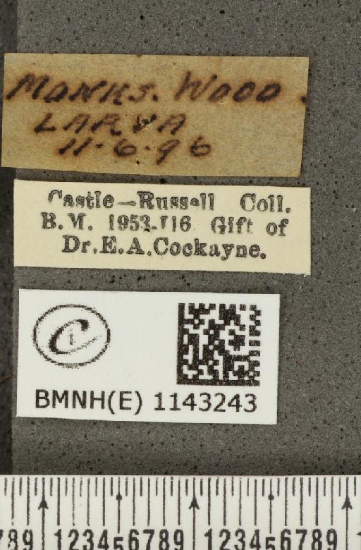 Satyrium pruni (Linnaeus, 1758) - BMNHE_1143243_label_96783