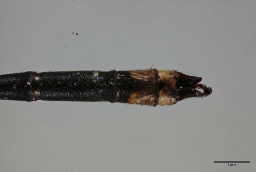 Coeliccia nemoricola Laidlaw, 1912 - 012495738_Coeliccia_nemoricola_primary-genitalia_dorsal