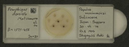 Pemphigus dorocola Matsumura, 1917 - 010125871_112912_1095554