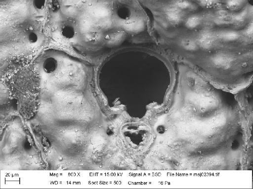 Schizomavella cuspidata (Hincks, 1880) - Schizomavella_cuspidata_msj02394