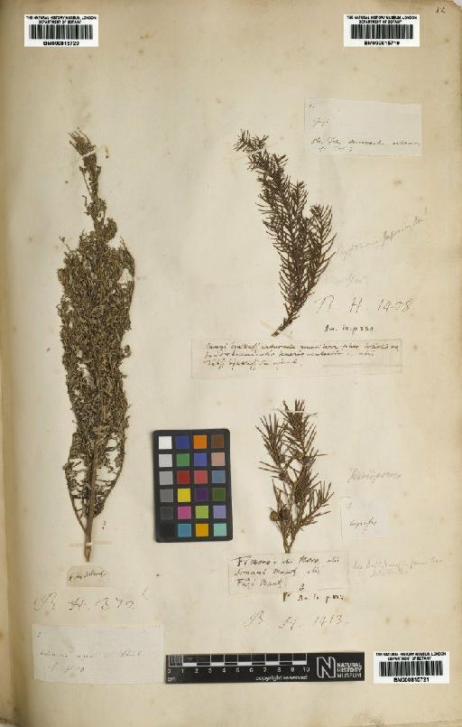 Artemisia indica Willd. - BM000815720
