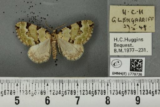 Colostygia pectinataria ab. albocincta Lempke, 1949 - BMNHE_1778736_354379