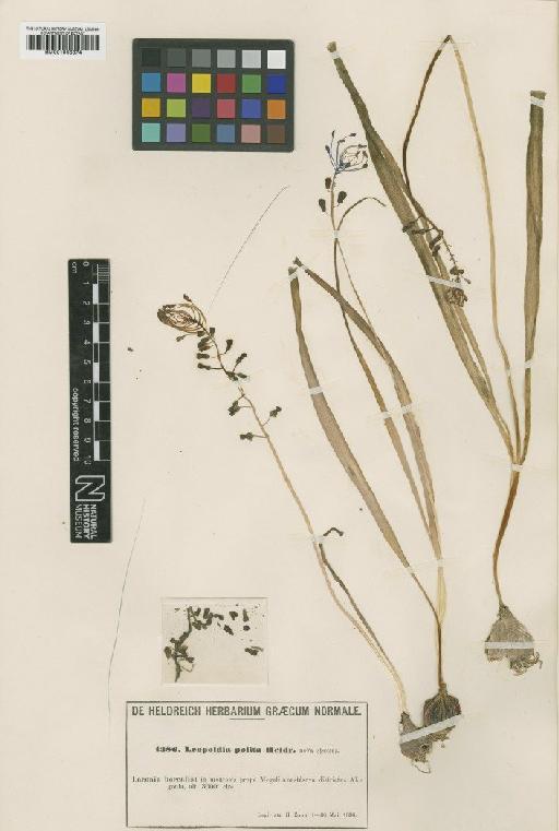 Muscari Mill. - BM001066374