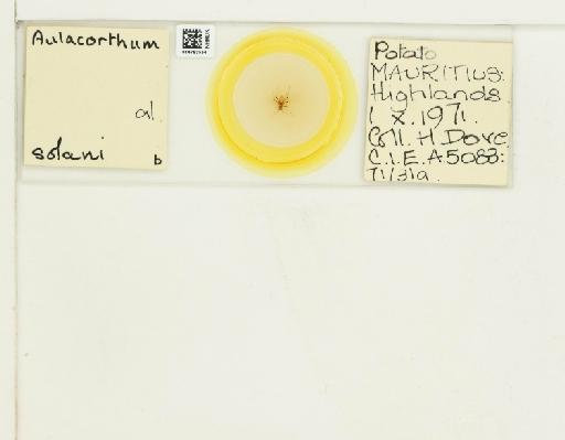 Aulacorthum solani Kaltenbach, 1843 - 014793554_112559_1093284_157799_NoStatus